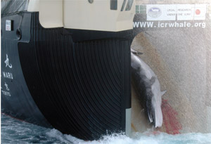 A whale being hauled up the slipway of the Japanese whaling flagship, the Nisshin Maru. Photo by Joshua Gunn