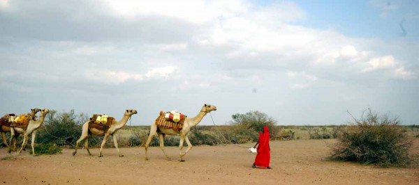 A nomadic Somali woman leads her camels in the drought-afflicted north of Kenya. Photo by Siena Anstis.