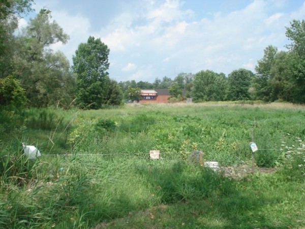 Ashburnum Garden, a community garden run by Transition Peterborough. Photo via the group's website.