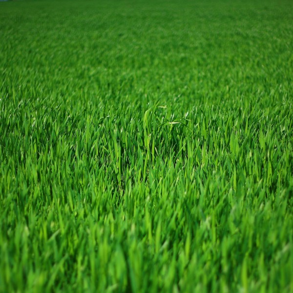 It's time to rid our neighbourhoods of the green menace. Creative Commons photo by Robert S. Donovan.