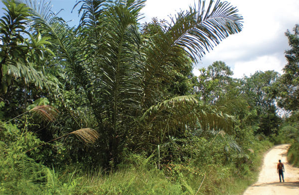 Sugar palms are one of the crops that make up the plantation. Photo by Shawn Thompson.