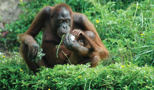 A mother and child at the Samboja Lestari orangutan preserve. Photo by Shawn Thompson.