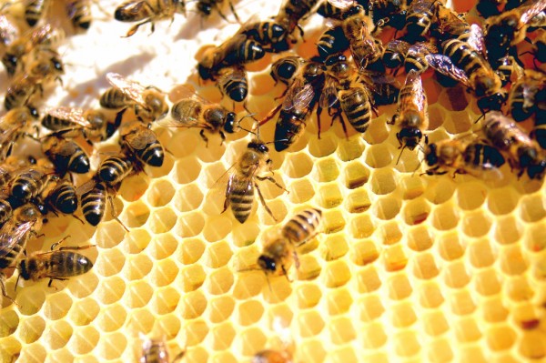 Colony Collapse Disorder hasn't been in the news as much recently, but it continues to plague bee populations and threaten agriculture. Creative Commons photo by Flickr user Todd Huffman.