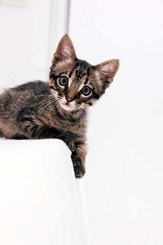 Creative Commons photo by Flickr user visualpanic