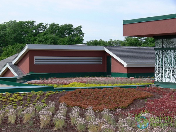 The green roof insulates the building, keeping it cooler in summer and warmer in winter.