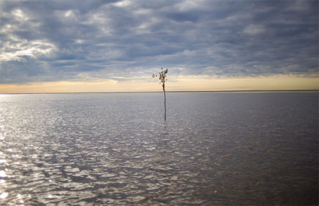 A willow branch marks the passage from Lake Athabasca into the Athabasca Delta. A willow branch marks the passage from Lake Athabasca into the Athabasca Delta.