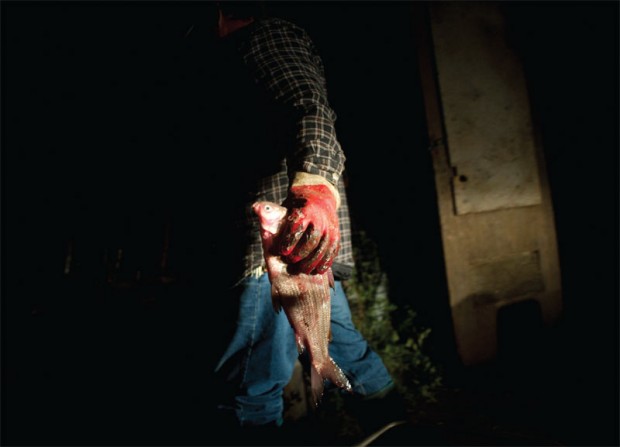 Fish that can't be sold are thrown to the sled dogs. Fish that can't be sold are thrown to the sled dogs.