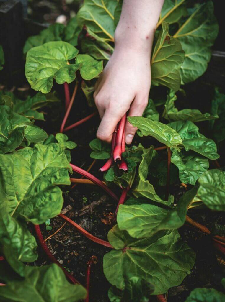 A hand picks a lush bunch of Swiss chard